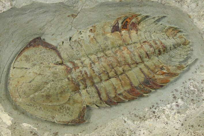 Bondonella Sdzuyi Trilobite - Issafen, Morocco #280927